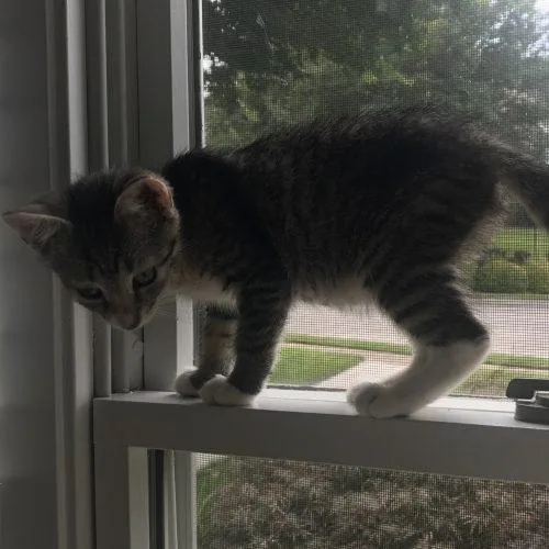 A baby small-sized male Tabby (Brown / Chocolate) Tabby cat named Chaos for adoption in Knoxville, TN
