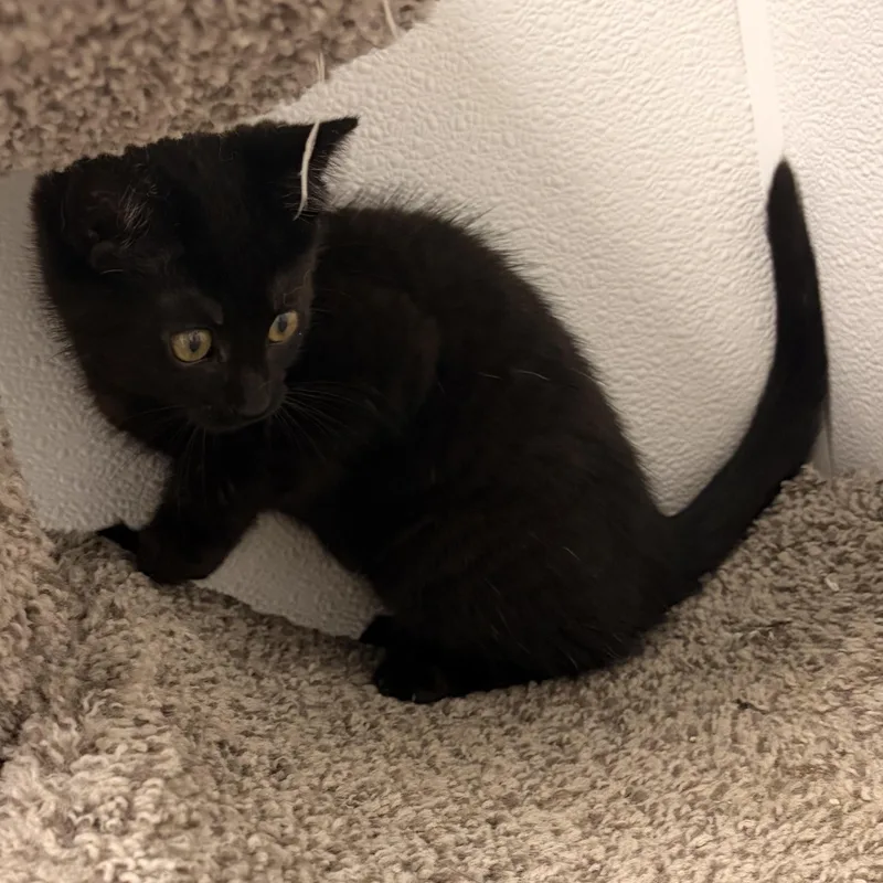 A baby medium-sized male Domestic Short Hair cat named Wasabi for adoption in Bryan, OH