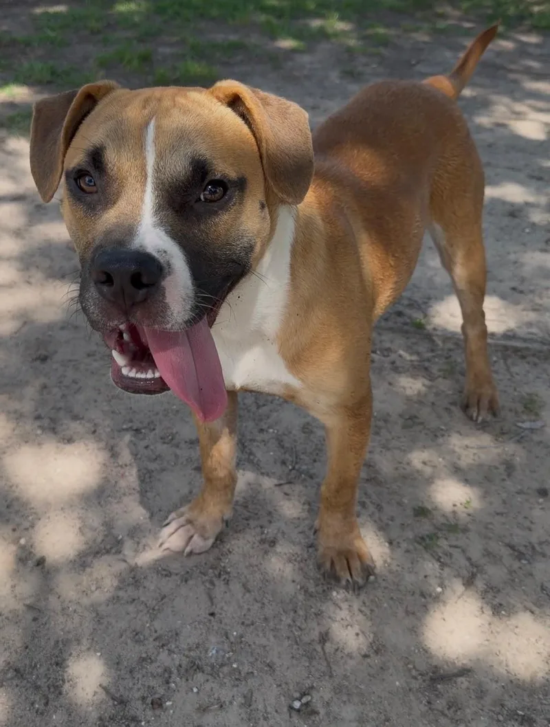 A young small-sized male American Bulldog dog named Casey for adoption in Conroe, TX