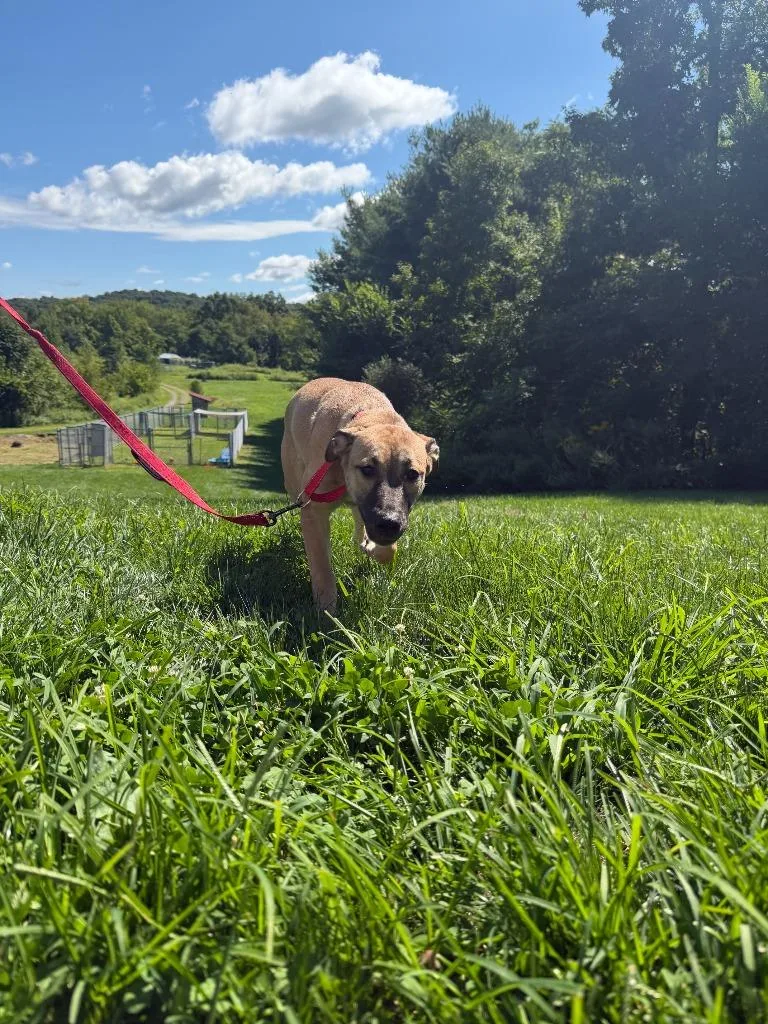 A baby large-sized female Mixed Breed dog named Lola for adoption in Hyde Park, NY