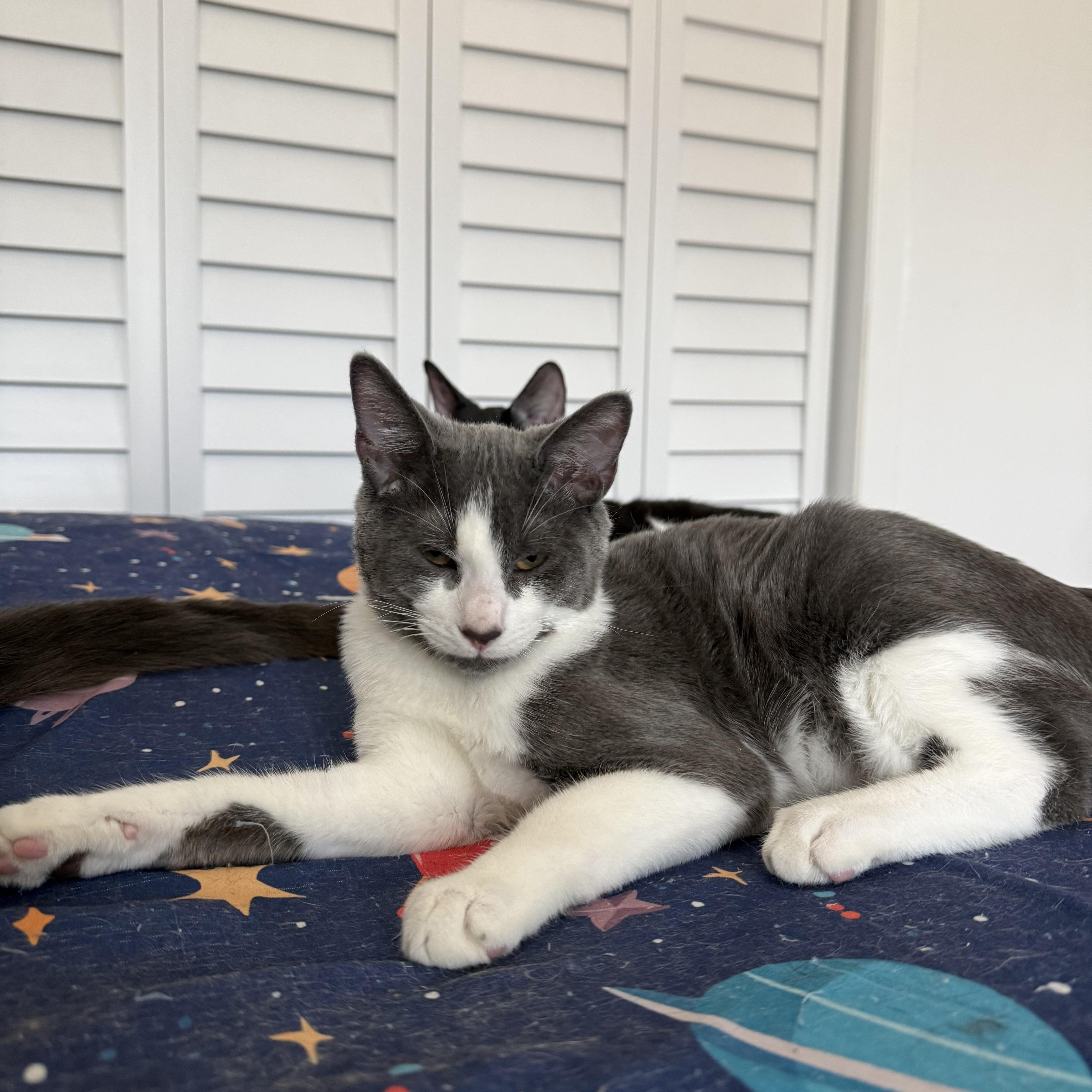 A baby small-sized male Domestic Short Hair cat named Marco and Alex for adoption in Miami, FL