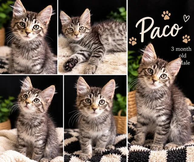 Paco thumbnail 2