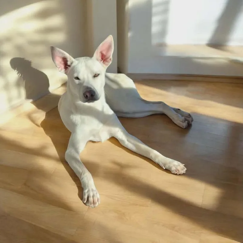 A young medium-sized male White / Cream Carolina Dog dog named Alex for adoption in San Diego, CA