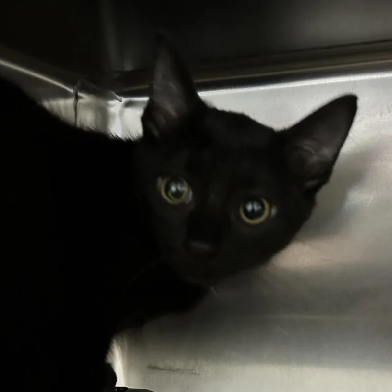 A baby small-sized male Black Domestic Short Hair cat named Mayor McCheese for adoption in Newport, NC