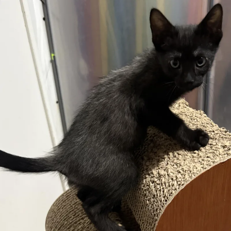 A baby medium-sized male Black Domestic Short Hair cat named Legend for adoption in Brentwood, CA