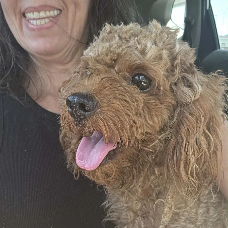 An adult small-sized male Cavalier King Charles Spaniel dog named Philly for adoption in Houston, TX