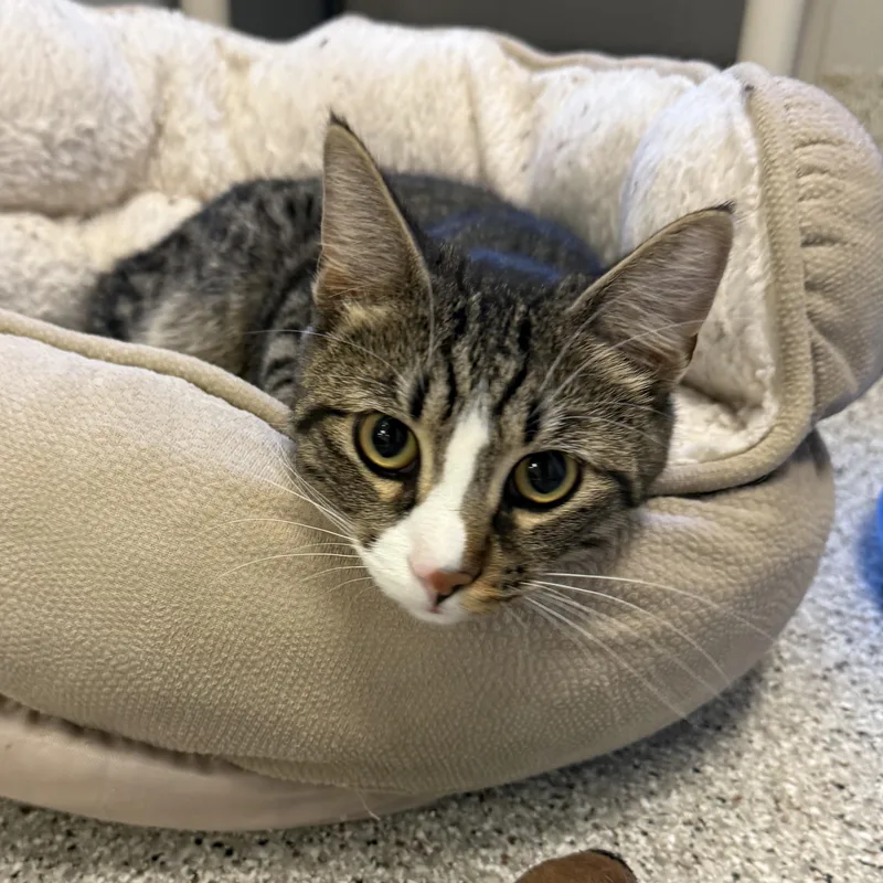 An adult medium-sized male Domestic Short Hair cat named Jaguar for adoption in Kearney, NE