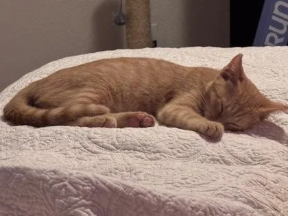A baby small-sized female Domestic Short Hair cat named Pixie for adoption in Fort Worth, TX