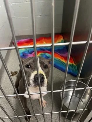 An adult medium-sized female Mixed Breed dog named Puddles for adoption in Fallston, MD