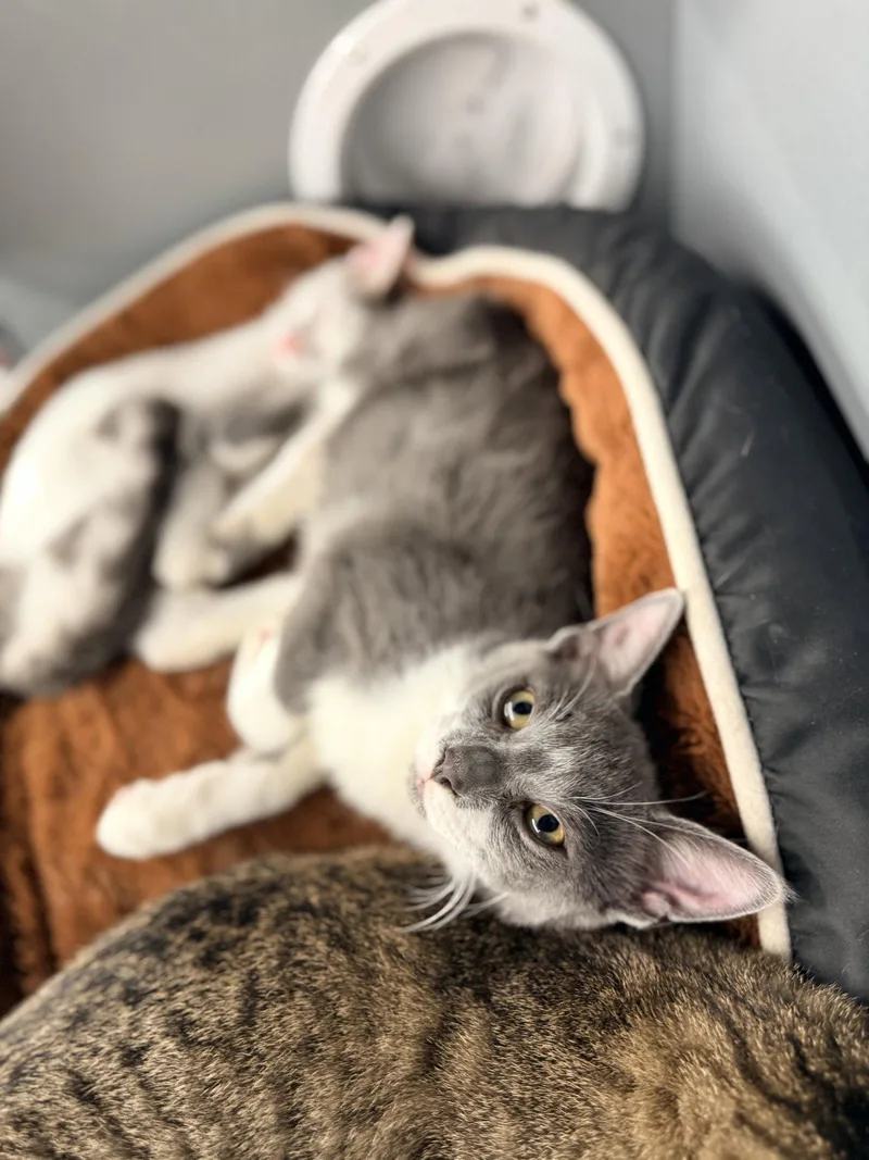 A young medium-sized male Gray & White Domestic Short Hair cat named Genesis for adoption in Saint Cloud, FL