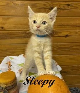 A baby medium-sized male Tabby (Buff / Tan / Fawn) Tabby cat named Sleepy for adoption in Southern Pines, NC