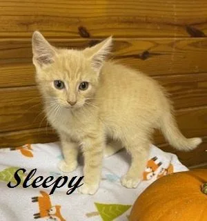 Sleepy thumbnail 2