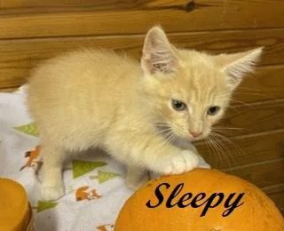 Sleepy thumbnail 3