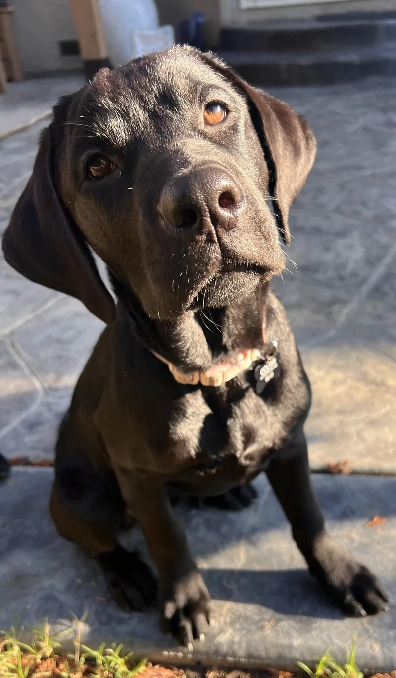 A baby large-sized female Black Labrador Retriever dog named Rosie for adoption in Concord, CA