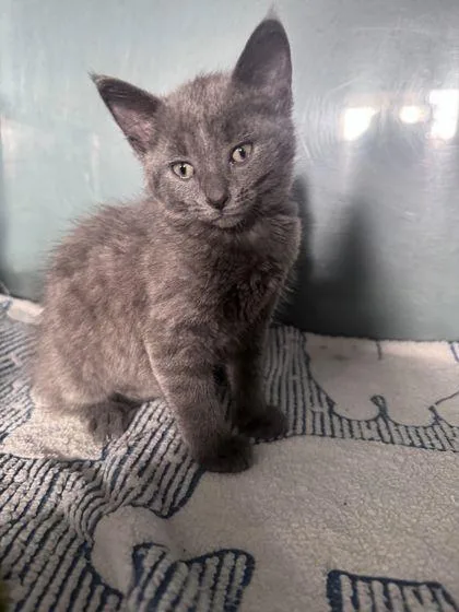 A baby small-sized female Domestic Short Hair cat named Cedar for adoption in Shawano, WI