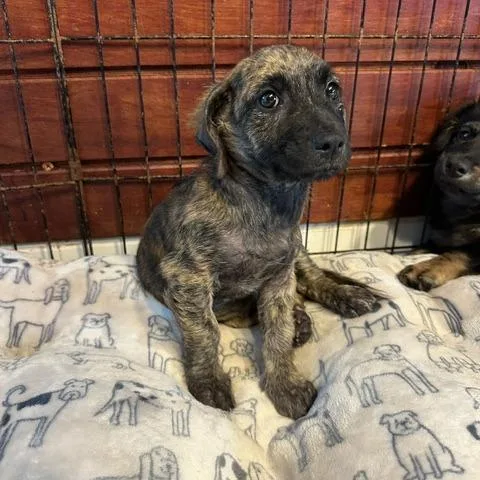 A baby small-sized female Black Mixed Breed dog named Hailey for adoption in San Juan, PR
