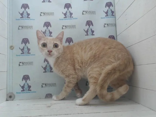 An adult small-sized female Domestic Short Hair cat named Midge for adoption in Orlando, FL
