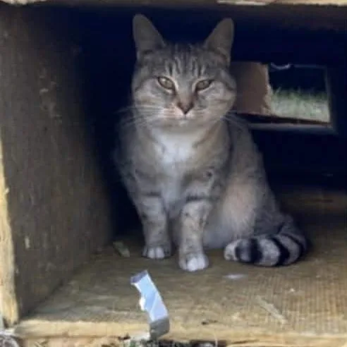 An adult small-sized female Gray / Blue / Silver Domestic Short Hair cat named Ginger for adoption in Winchester, VA