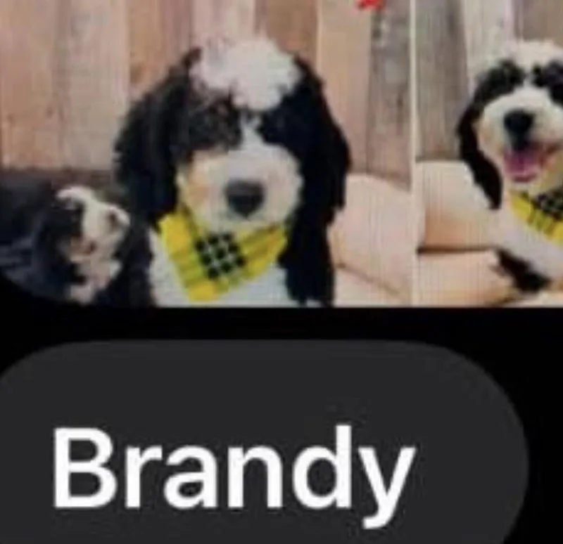 An adult small-sized female Bernese Mountain Dog dog named Brandy for adoption in Washington, DC