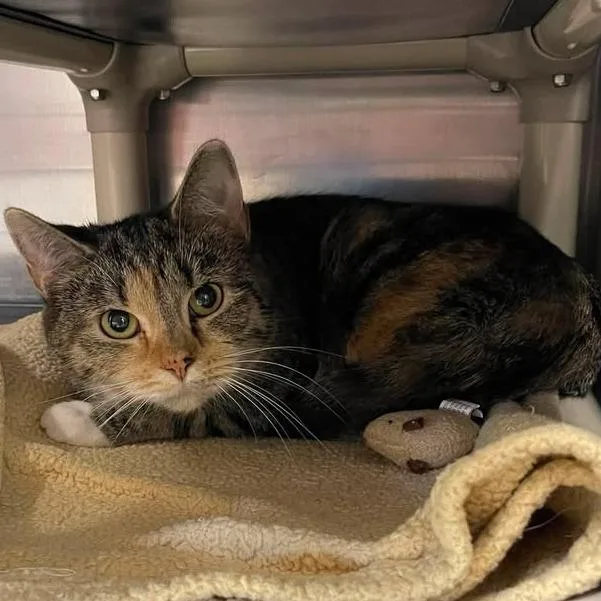 An adult small-sized female Brown / Chocolate Domestic Short Hair cat named Garlic Cream Sauce for adoption in Winthrop, ME