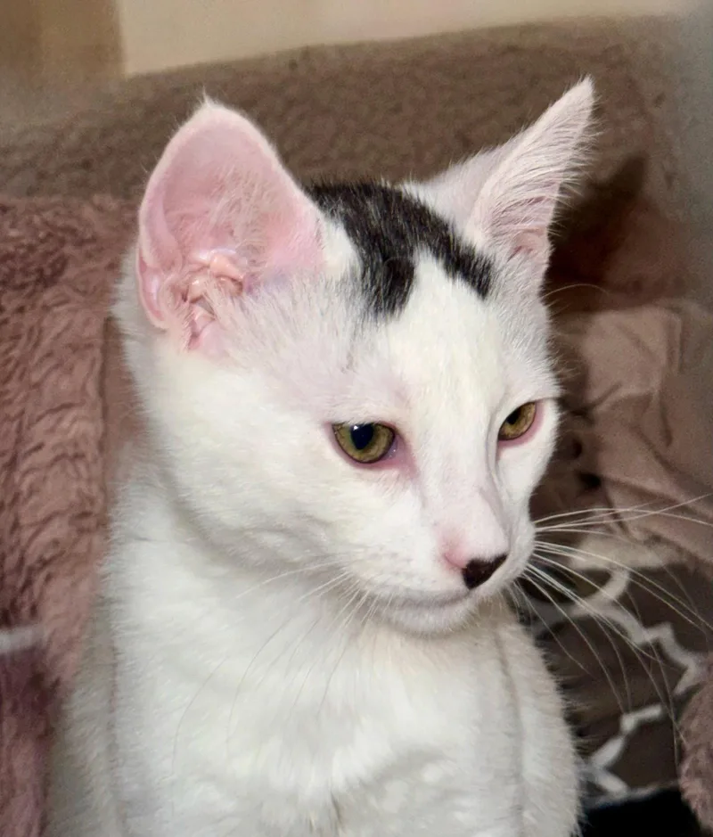 A baby medium-sized male Domestic Short Hair cat named Strudel for adoption in Alameda, CA