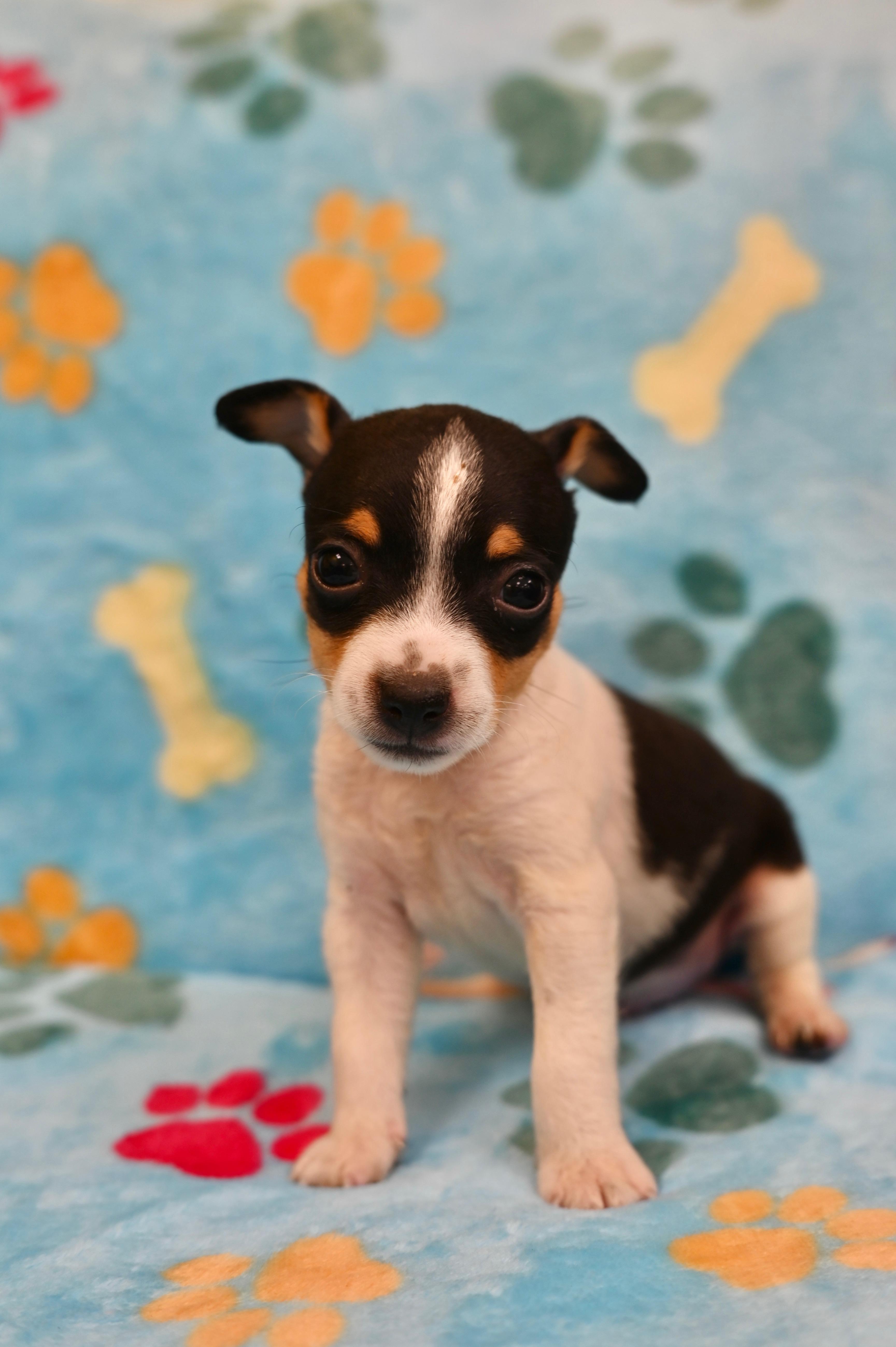 A baby small-sized male Xoloitzcuintli / Mexican Hairless dog named Beckham for adoption in Miami, FL