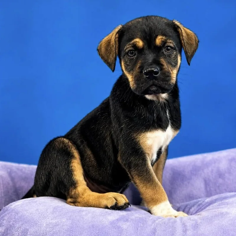 A baby medium-sized male Tricolor (Brown, Black, & White) Mixed Breed dog named Kirby for adoption in Yaphank, NY