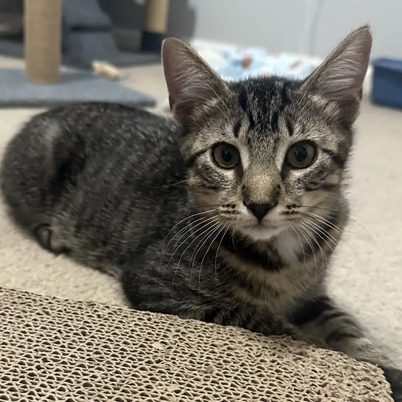 A baby medium-sized male Brown / Chocolate Domestic Short Hair cat named Edward and Jacob for adoption in Germansville, PA