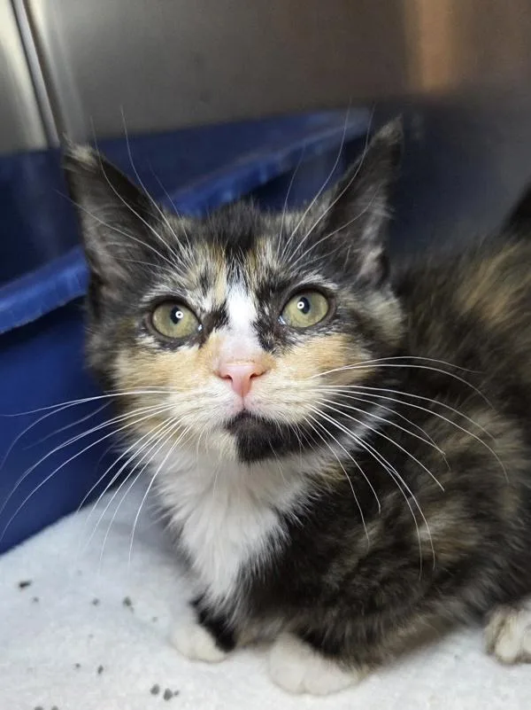 A baby small-sized female Domestic Short Hair cat named Squirtle for adoption in Millersville, MD