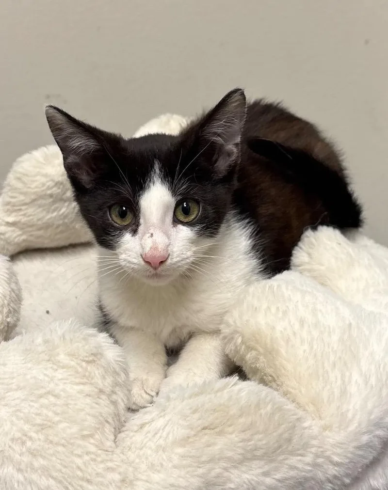 A baby medium-sized male Domestic Short Hair cat named Rudo for adoption in Little Rock, AR
