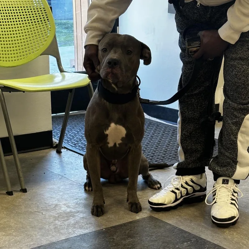 An adult medium-sized male Gray / Blue / Silver Mixed Breed dog named Blue Willoughby for adoption in Philadelphia, PA