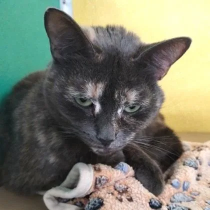 An adult medium-sized female Gray / Blue / Silver Domestic Short Hair cat named Margaery for adoption in Fairfax Station, VA