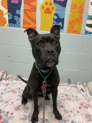 Darla