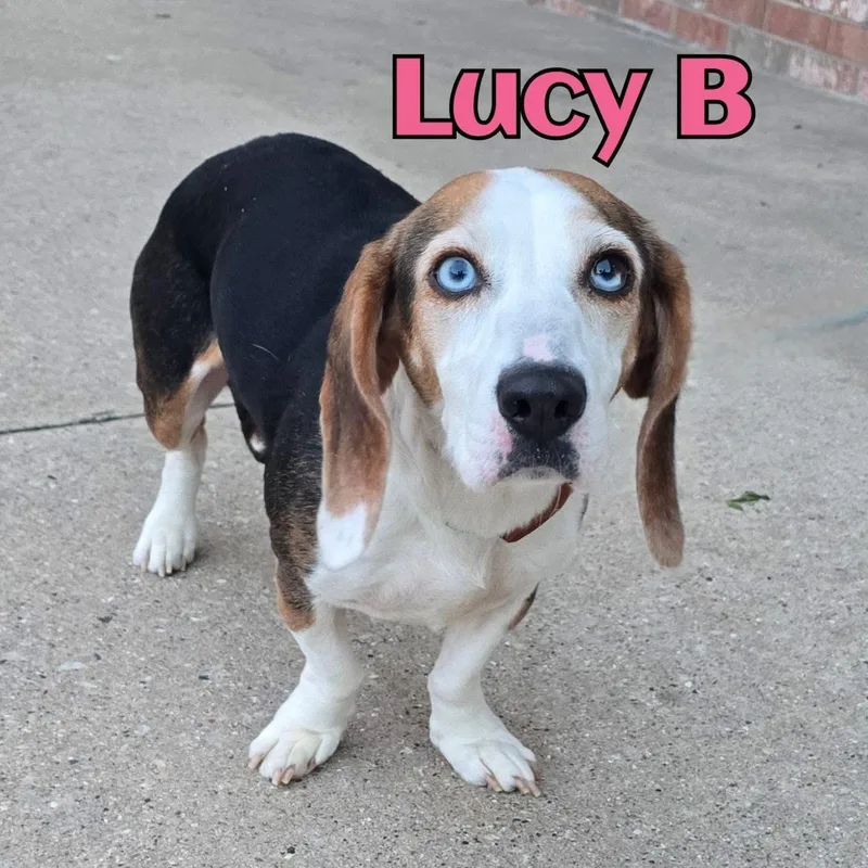 An adult medium-sized female Mixed Breed dog named Lucy B for adoption in Joliet, IL