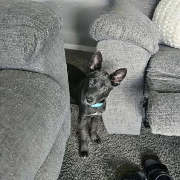 A baby small-sized female Black Mixed Breed dog named Jujube for adoption in Tomah, WI