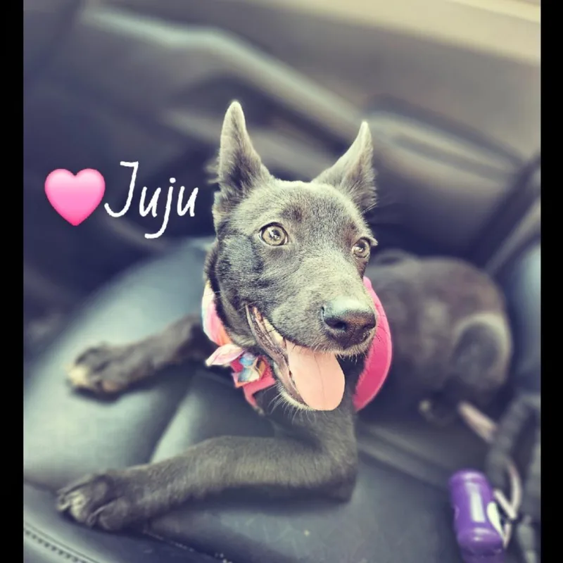 Jujube thumbnail 3