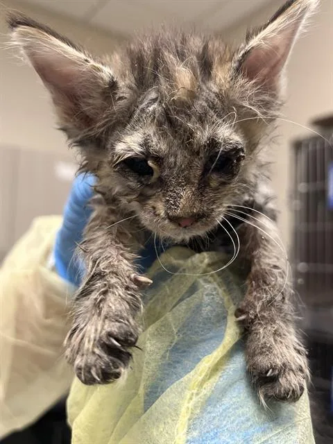 A baby small-sized female Domestic Short Hair cat named Labubu for adoption in Las Vegas, NV