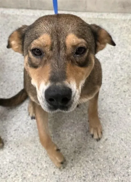 A young medium-sized female German Shepherd Dog dog named Marykate for adoption in Conroe, TX