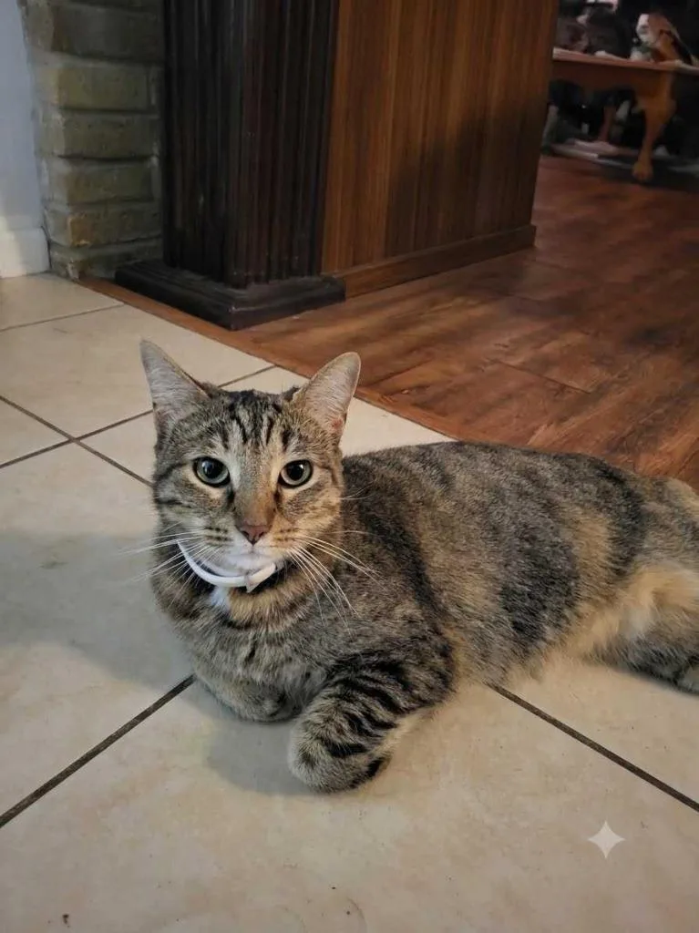 An adult medium-sized female Tabby cat named Mishi for adoption in San Antonio, TX