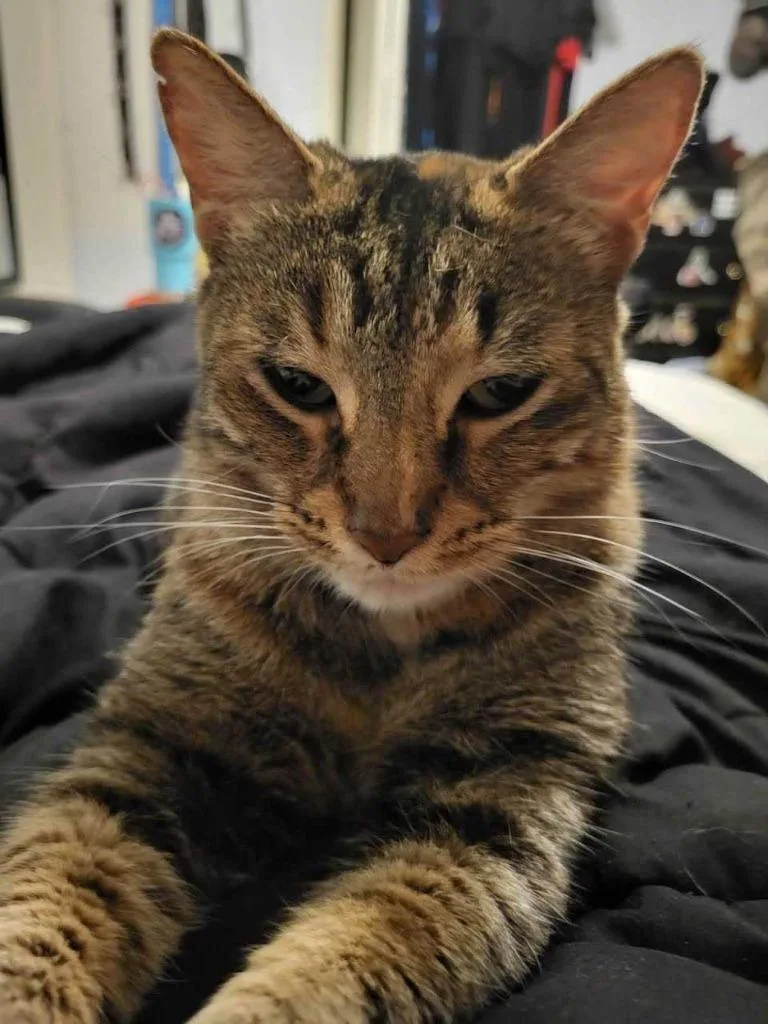 Mishi thumbnail 2