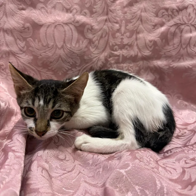 A baby small-sized male Brown / Chocolate Domestic Short Hair cat named Oahu for adoption in Brea, CA