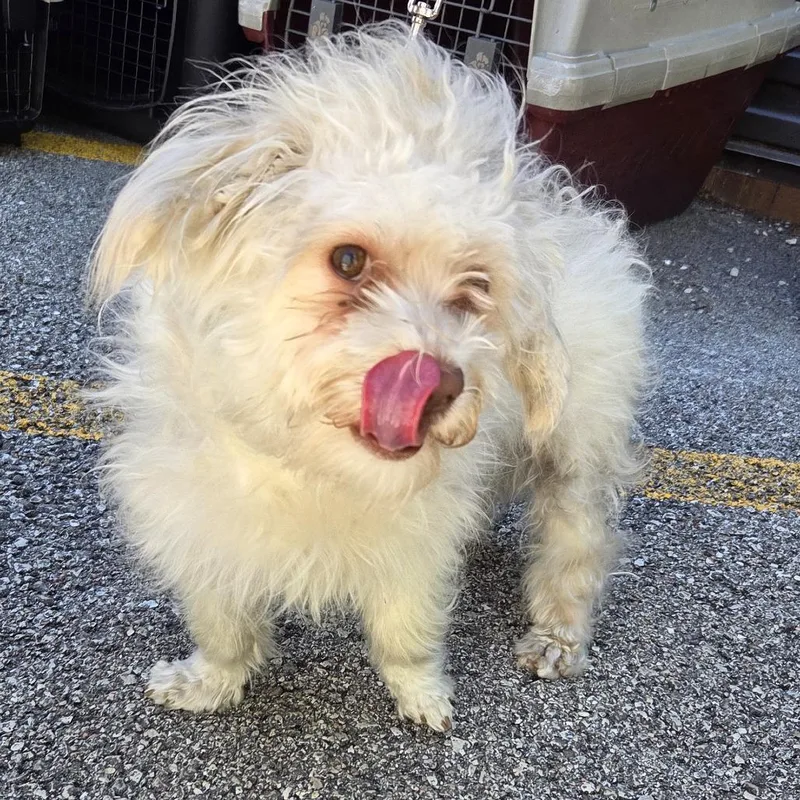 An adult small-sized male White / Cream Mixed Breed dog named Juicy Fruit for adoption in Hinsdale, IL