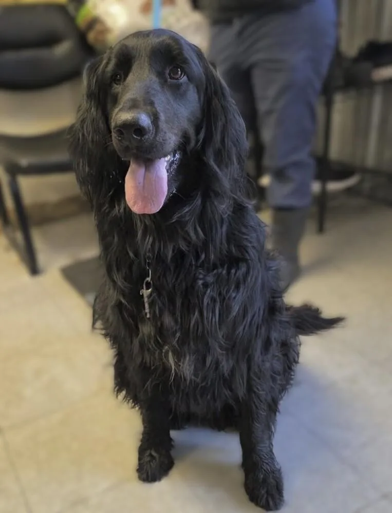 A young large-sized male Black Newfoundland Dog dog named Franklin for adoption in Washington, DC