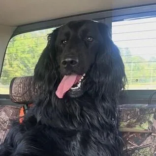 Franklin thumbnail 2