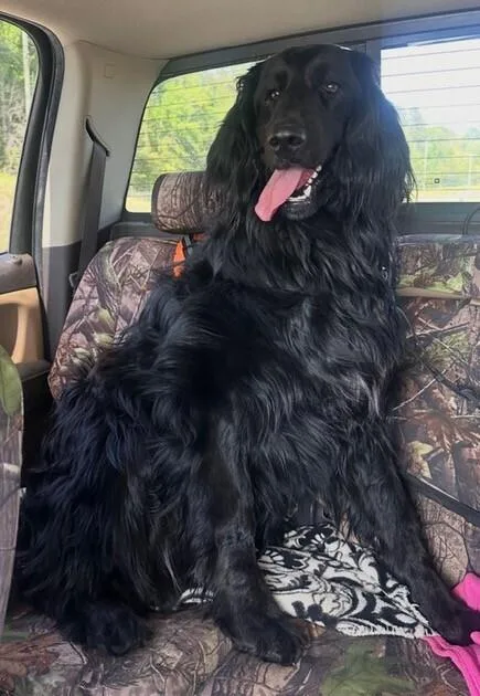 Franklin thumbnail 3