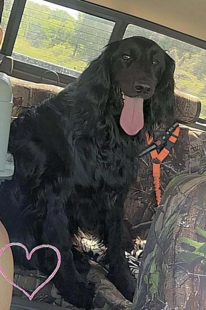 Franklin thumbnail 4