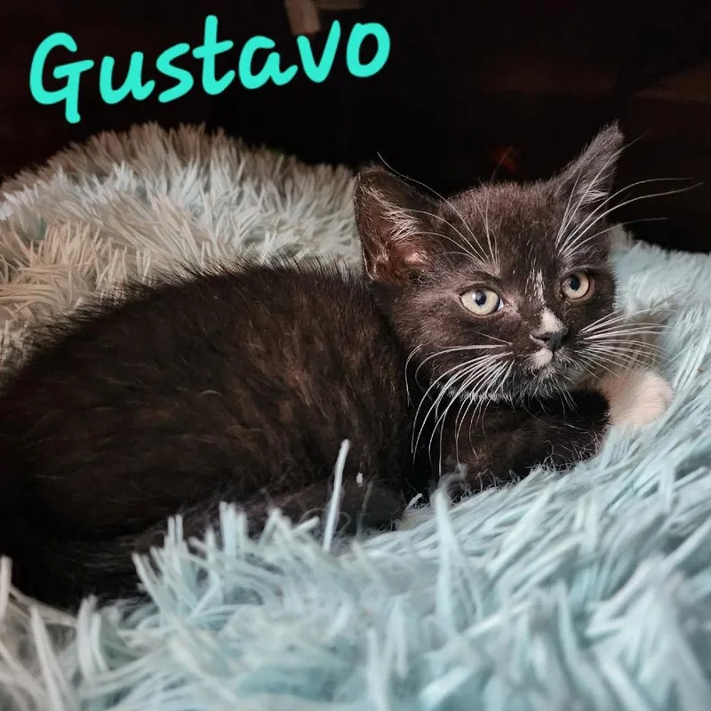 A baby medium-sized male Black & White / Tuxedo Domestic Short Hair cat named Gustavo for adoption in Corydon, IN