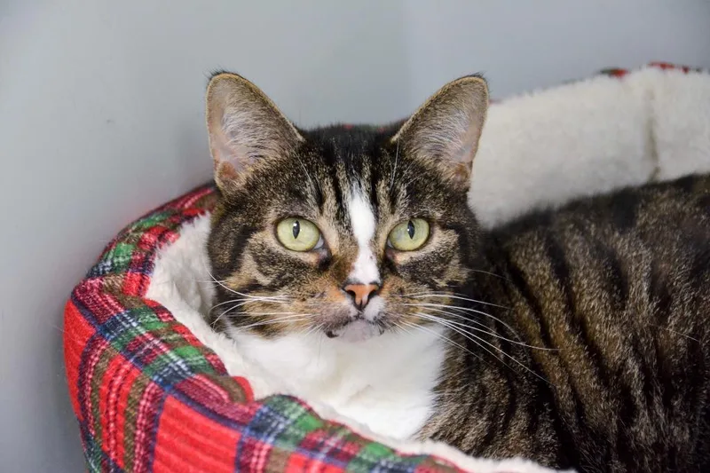 A senior medium-sized female Domestic Short Hair cat named Letty for adoption in New Bern, NC