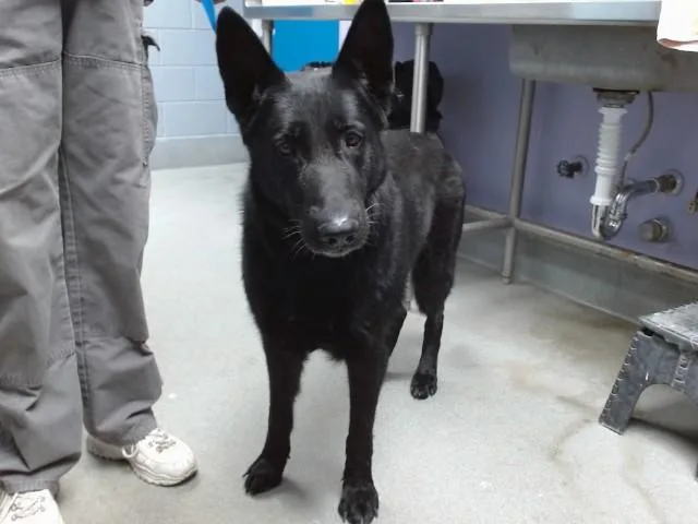 A young large-sized female German Shepherd Dog dog named Black Beauty for adoption in Albuquerque, NM