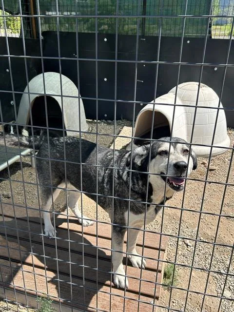 An adult large-sized female Husky dog named Pixel for adoption in Frisco, CO